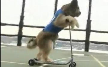 Norman a világ leggyorsabban rollerező kutyája - Nézze meg!