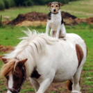 A legcukibb állati párosok, amiket valaha láttál