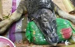 A bivalytestű, krokodilfejű állat fotója felrobbantotta a netet - videó