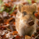 Csodálatos képek állatokról, akik élvezik az ősz minden pillanatát