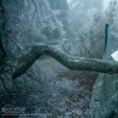 Apokaliptikus képek a jégbe fagyott Normafáról