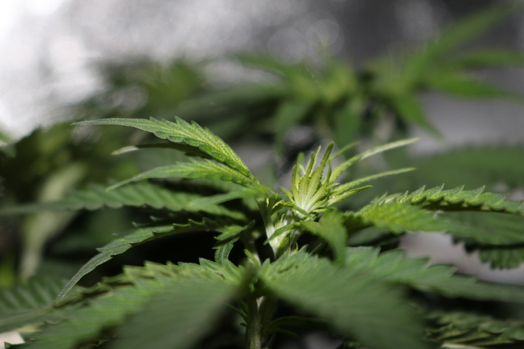 Luxemburgban is legalizálják a rekreációs marihuána-fogyasztást