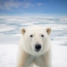 Bámulatos fotók az Északi-sarkvidék legszebb állatairól