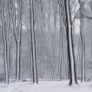 Téli csodaország – 50 varázslatos havas táj