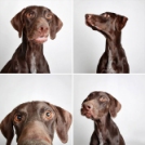 Cuki képekkel kampányolnak a kutyák örökbefogadásért