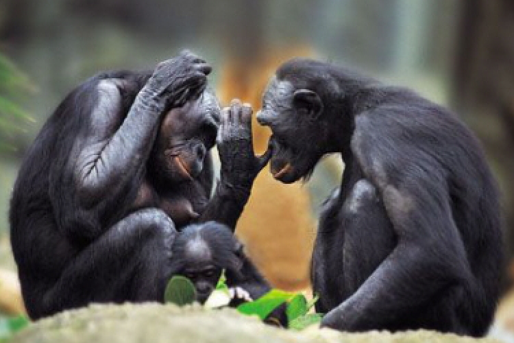 Megfejtették a csimpánzok kommunikációját brit kutatók