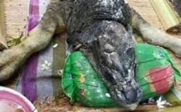 A bivalytestű, krokodilfejű állat fotója felrobbantotta a netet - videó