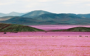 Káprázatos virágszőnyeg borítja az észak-chilei Atacama-sivatagot - Képek!