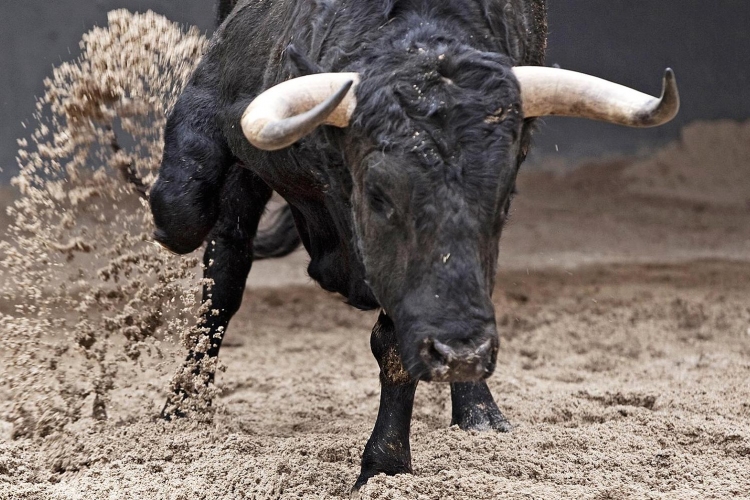 Bankfiókba tévedt egy bika Spanyolországban