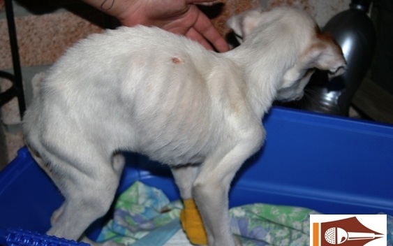 Állatkínzó „állatvédők” – egyetlen kutya, Mázli élte túl a brutalitást