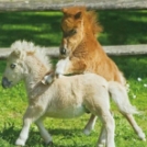 Aranyos képek a világ legparányibb lófajtájáról