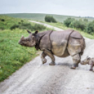 Cuki állatkölyök, akik szebbé teszik a napodat