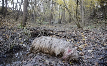 Barnamedve pusztított el juhokat Karancskeszi mellett