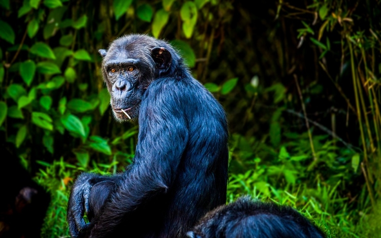 Szívcsontot azonosítottak a csimpánzok egy részénél