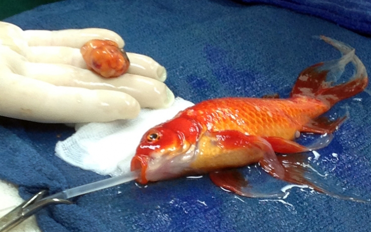 Életmentő agyműtétet hajtottak végre egy aranyhalon