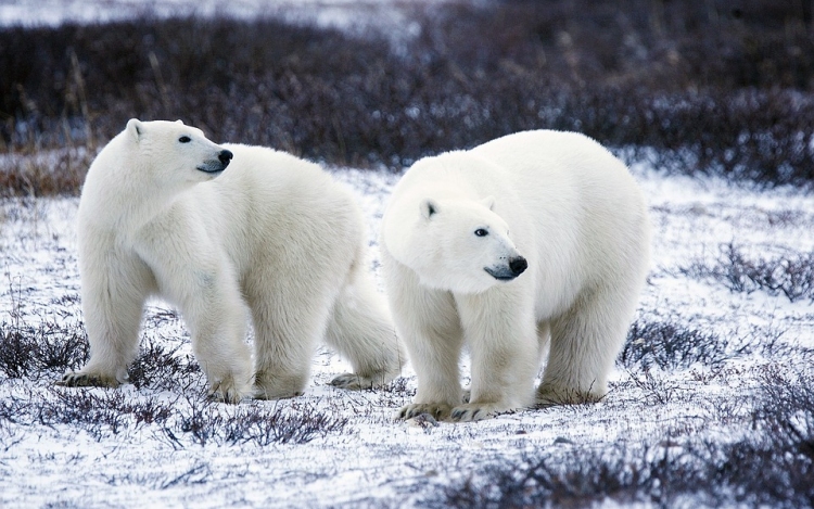 Tíz érdekesség a Jegesmedvék világnapján - VIDEÓ