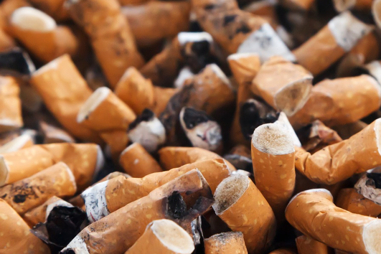 A talajba kerülő cigarettacsikkek gátolhatják a növények fejlődését
