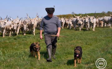 Kihajtási ünnep, kézművesvásár és világörökségi pusztanap a Hortobágyon