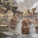 Így relaxálnak a japán makákók – Fotók