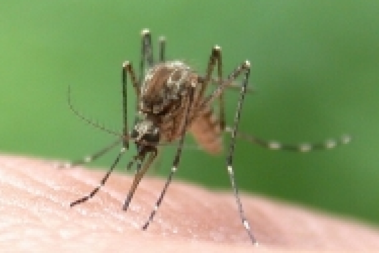 Áttörés a malária elleni küzdelemben