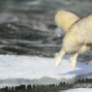 Bámulatos fotók az Északi-sarkvidék legszebb állatairól
