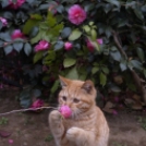 Állatok és a tavaszi virágok bódító illata - fotók