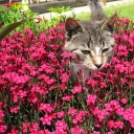 Állatok és a tavaszi virágok bódító illata - fotók