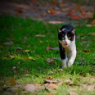 Állatok, akiknek bőven kijutott a mulatozásból