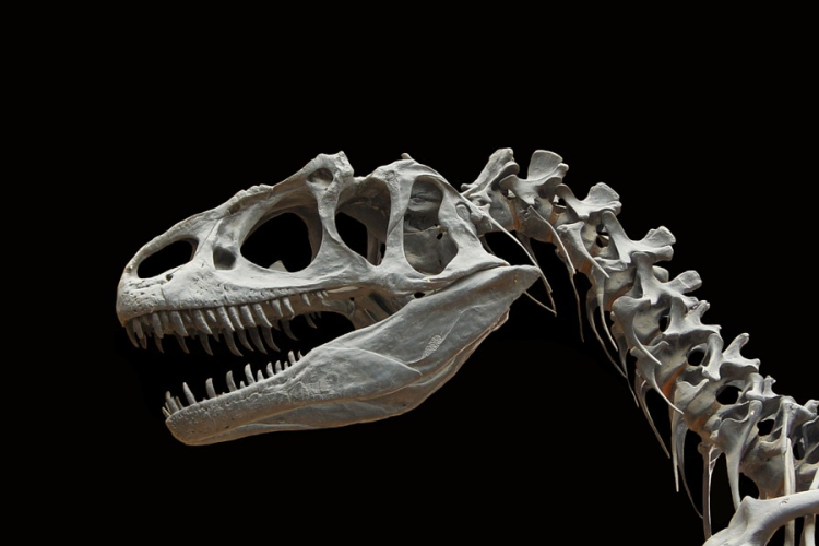 Nagyon hamar kifejlődtek új emlősfajok a dinoszauruszok kihalása után