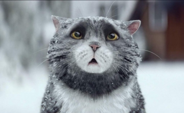 Egy bajkeverő cica a főszereplője ennek a bűbájos karácsonyi reklámnak - Videó