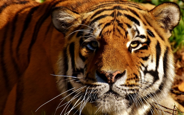 Lelőttek egy cirkuszból elszabadult tigrist Párizsban, a gazdáját őrizetbe vették