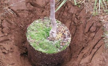 Háromezer fát ültettek idén újszülötteknek
