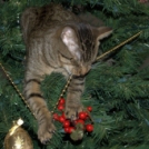Kiskarácsony, macskarácsony – jópofa cicusok esete a karácsonyfával - Képek