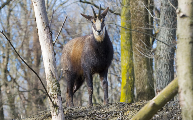 Zergék érkeztek a Szegedi Vadasparkba