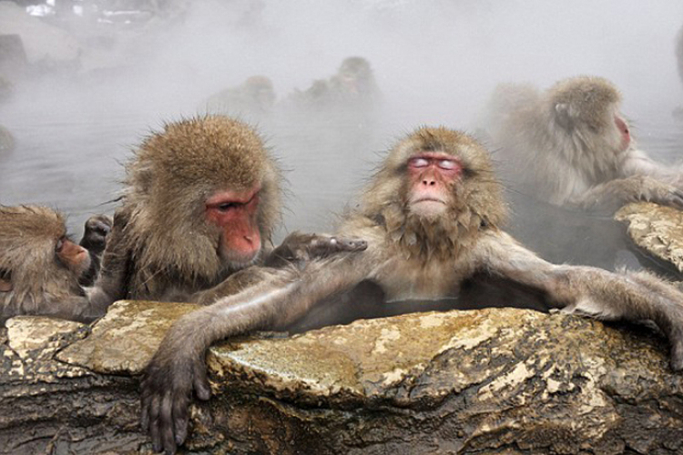 Így relaxálnak a japán makákók – Fotók