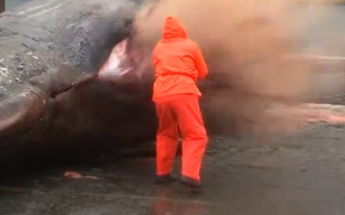 Felrobbant a bálna (videó)