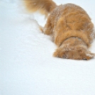 Mókás állatok, akik hóban próbálnak bújócskázni - Képek