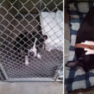 Szívszorító képek: kutyák örökbefogadás előtt és után