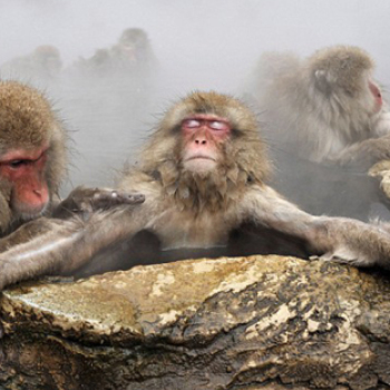 Így relaxálnak a japán makákók – Fotók