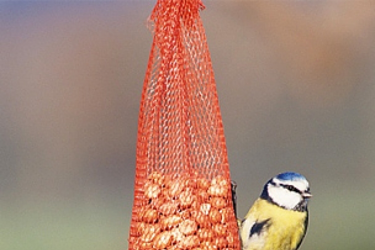 Nagyszerű megoldások téli madáretetéshez - fotók