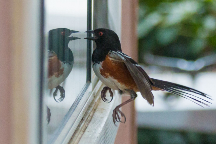 Ablakokra és autókra támadnak madarak – Tükörképük összezavarja őket