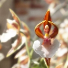 13 virág, ami teljesen másra hasonlí­t – bámulatos fotók