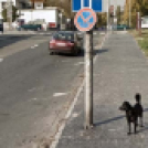 Jelenetek a magyaroszági Google Street View-ból