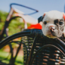 Ezektől a bulldog kölyköktől te is el fogsz olvadni