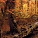 Túrázásra csábító, káprázatos őszi erdők - Galéria