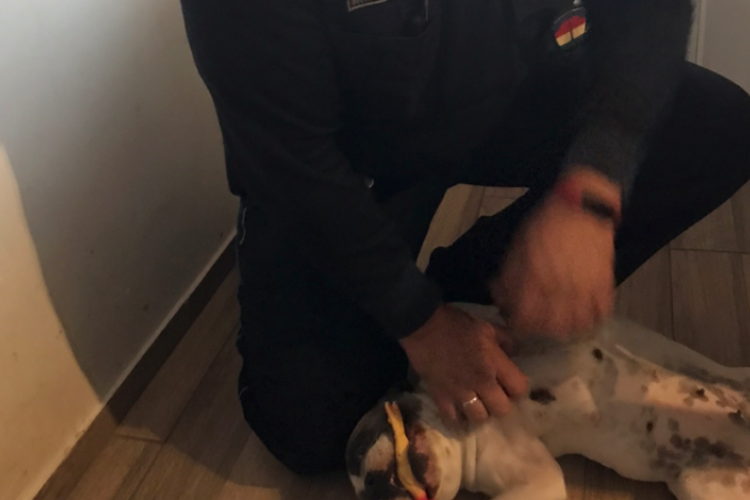 Cuki kiskutyát mentett meg egy rendőr