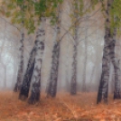 Túrázásra csábító, káprázatos őszi erdők - Galéria
