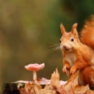 Csodálatos képek állatokról, akik élvezik az ősz minden pillanatát