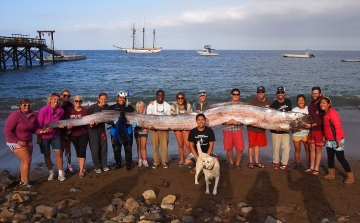 Óriási halra bukkantak Kalifornia vízeiben
