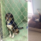 Szívszorító képek: kutyák örökbefogadás előtt és után